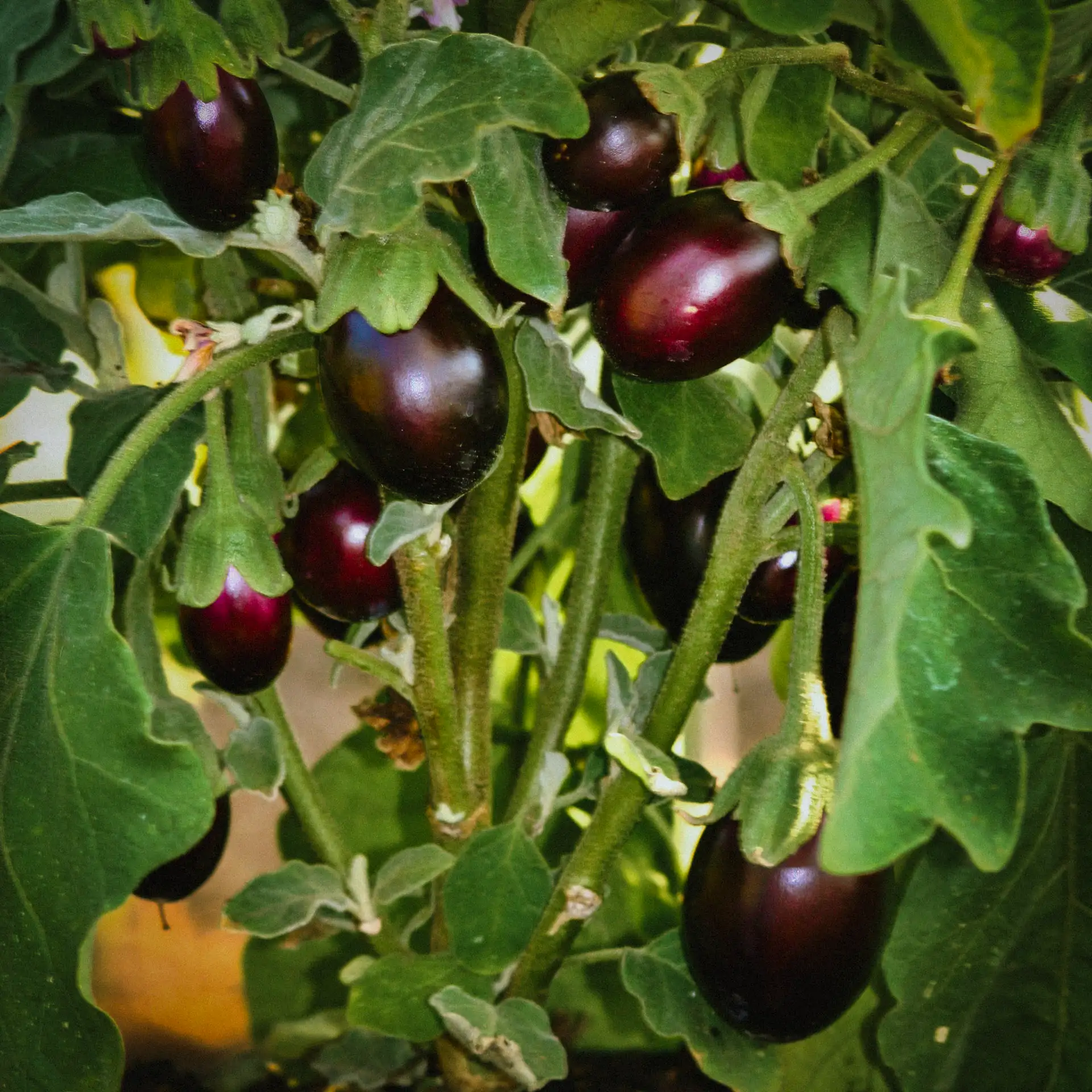 From Seed To Harvest - Online Course - Image 3