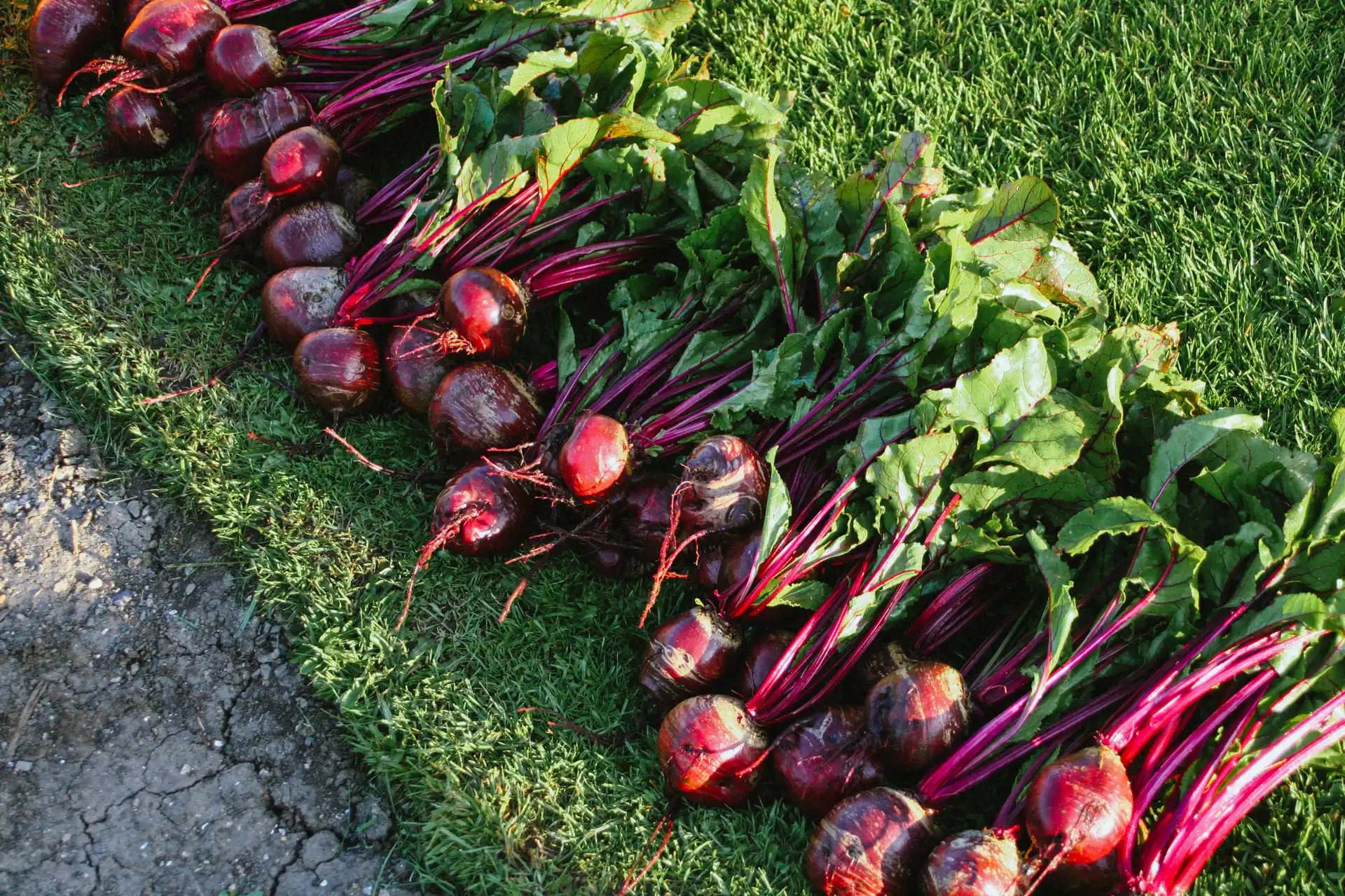From Seed To Harvest - Online Course - Image 11