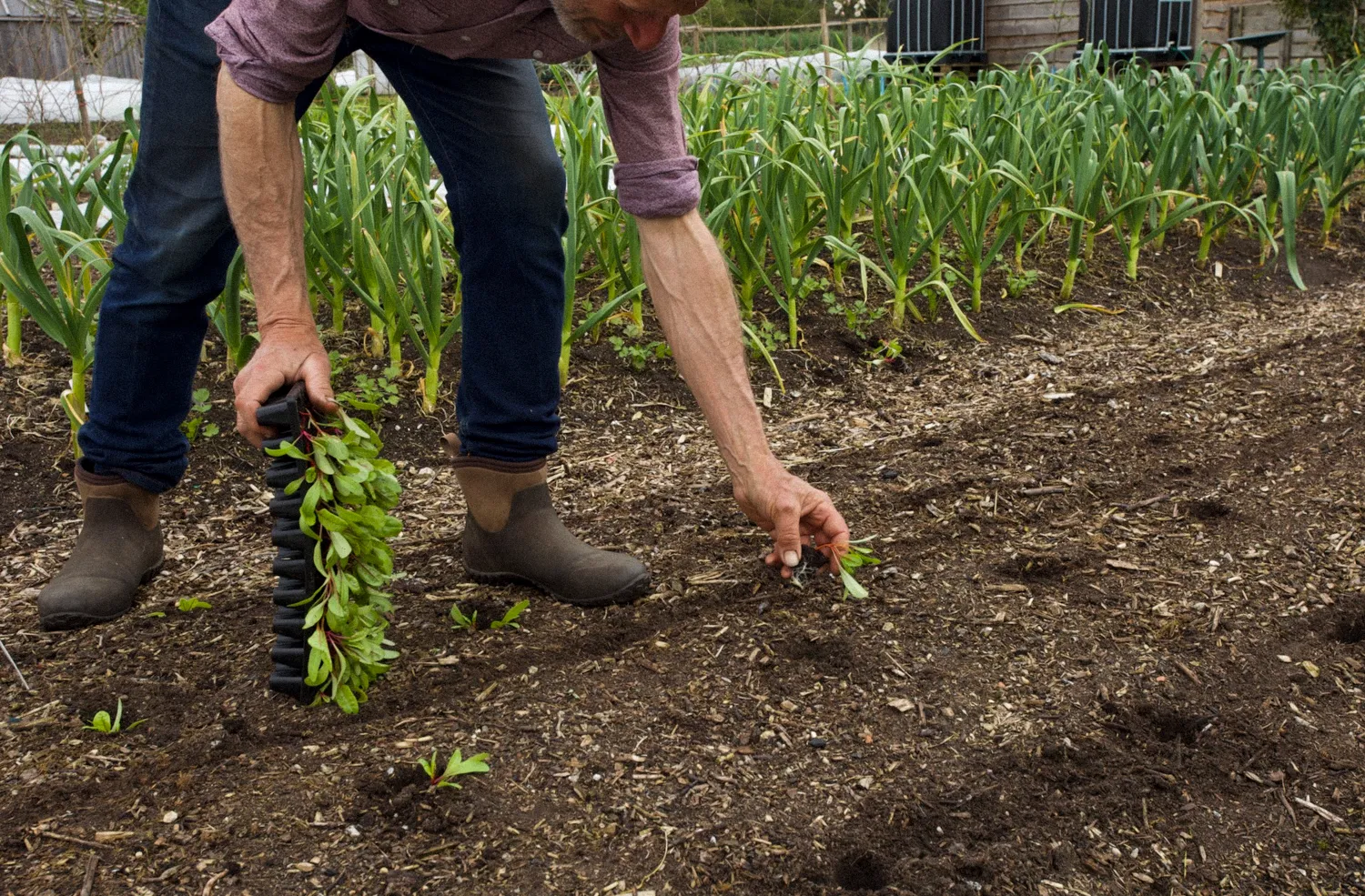 El cultivo no dig para principiantes: curso en línea - Image 4