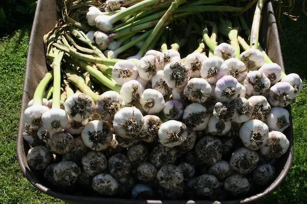 From Seed To Harvest - Online Course - Image 9
