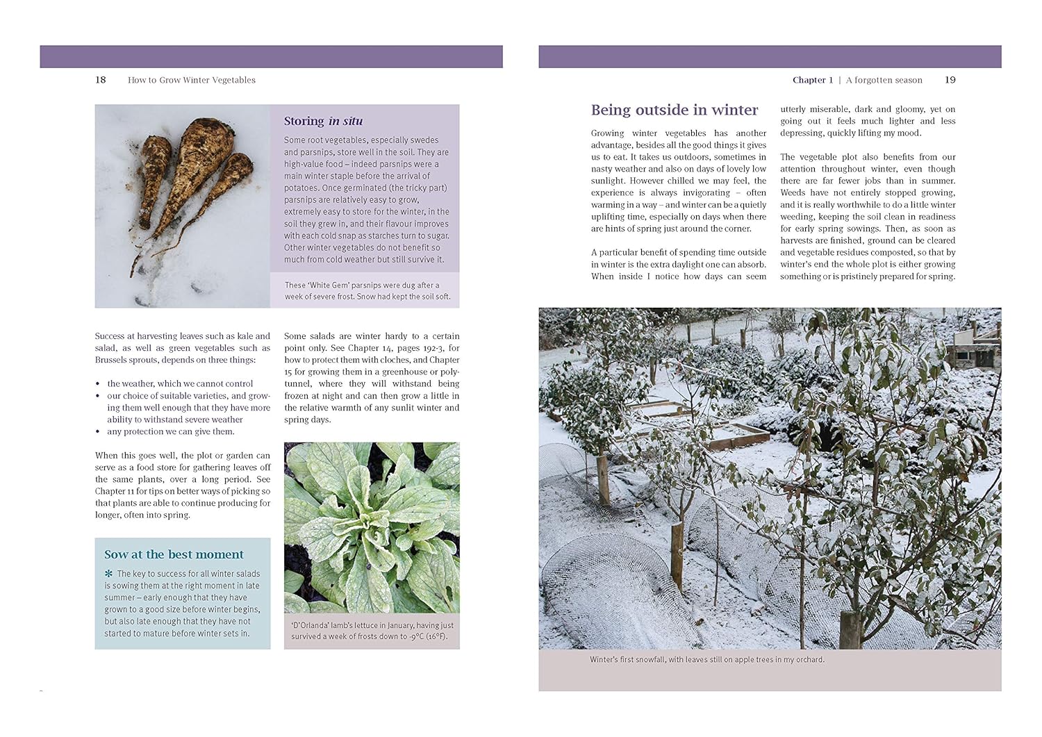 How to Grow Winter Vegetables: Planning and Planting for the Hungry Gap - Image 4