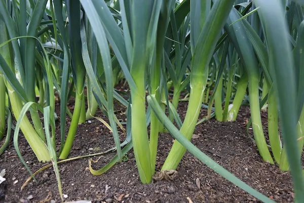 From Seed To Harvest - Online Course - Image 10