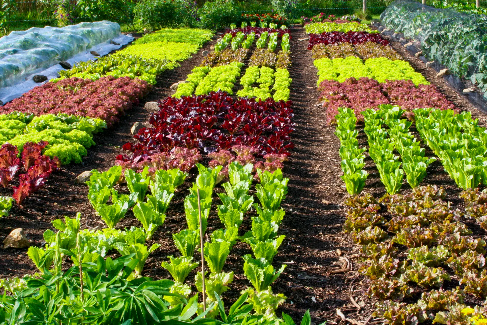 From Seed To Harvest - Online Course - Image 8