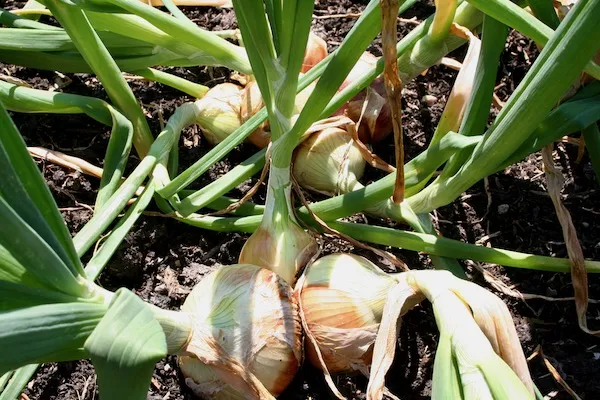 Onion & Salad Onion Growing Guide