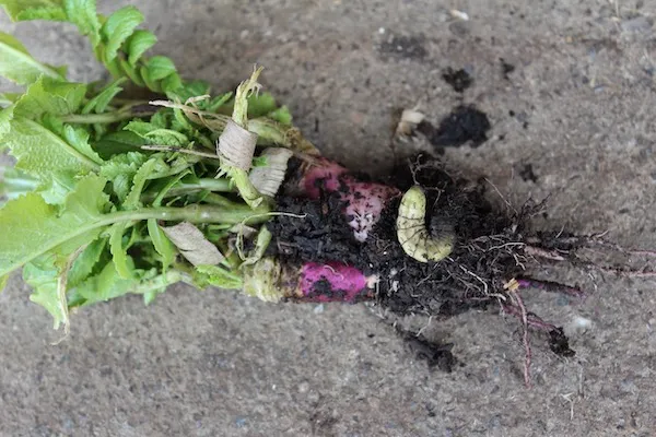 Pests and Diseases – Online Course - Image 12
