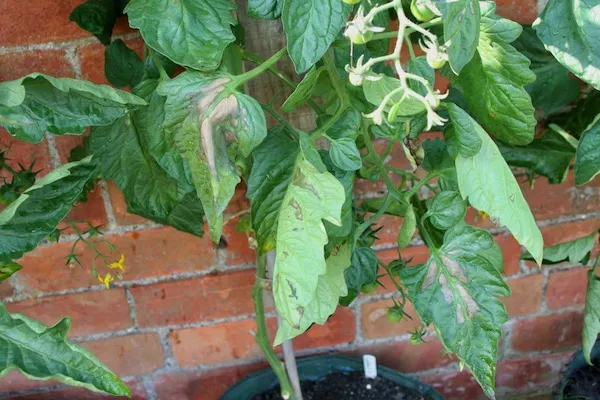 Pests and Diseases – Online Course - Image 7