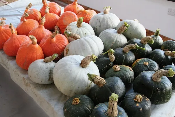 From Seed To Harvest - Online Course - Image 5